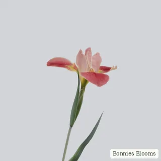 A Floral Embrace