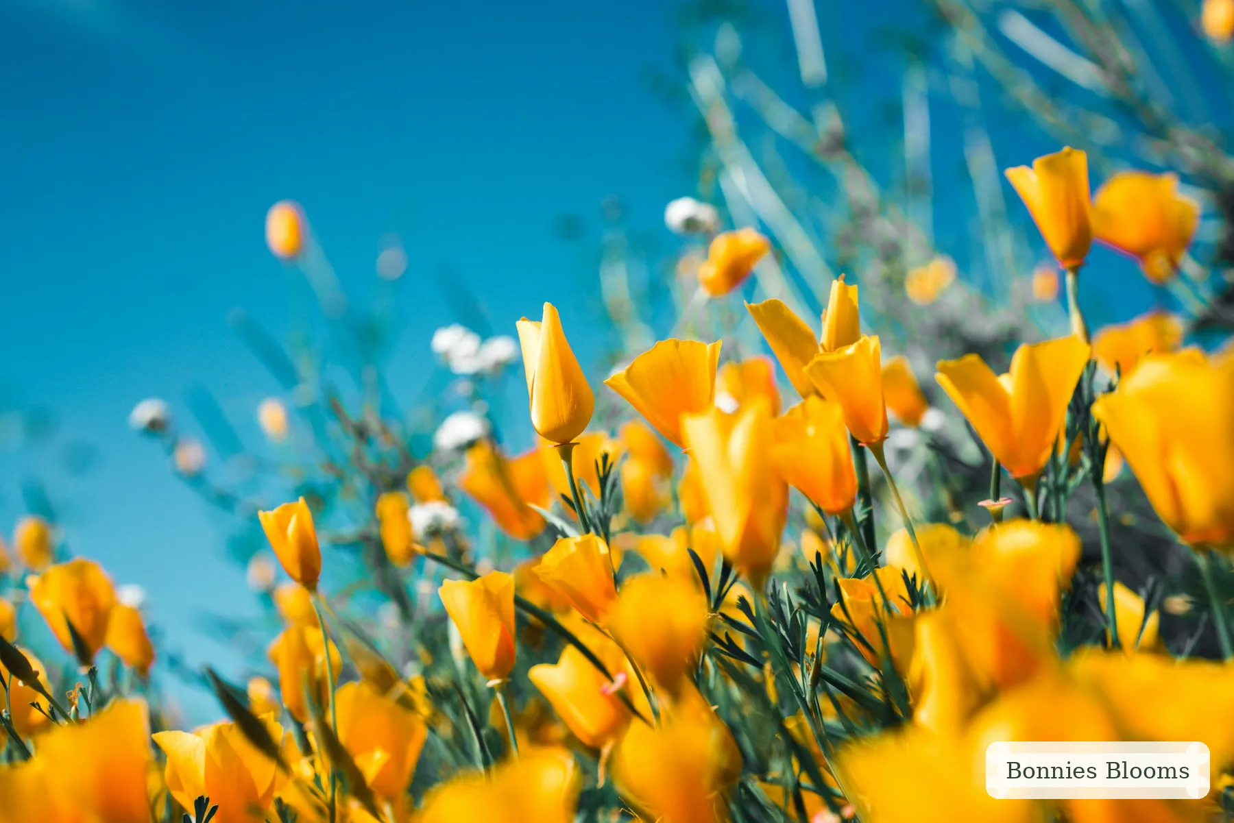Bonnies Blooms flowers for a special occasion