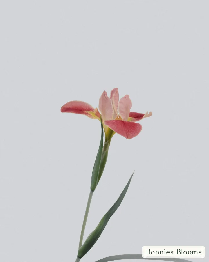The Florist’s Choice